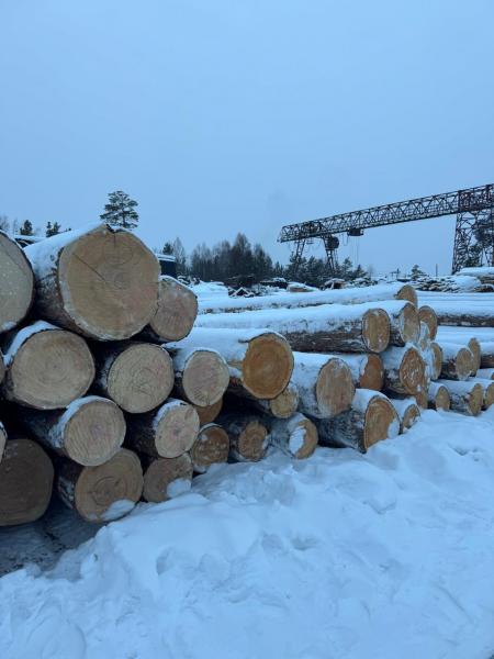 Кедр сибирский кругояк,  доска,  брус от производителя. — фото 3